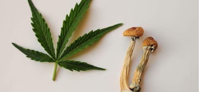 marijuana leaf and mushroom