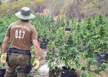marijuana plantation