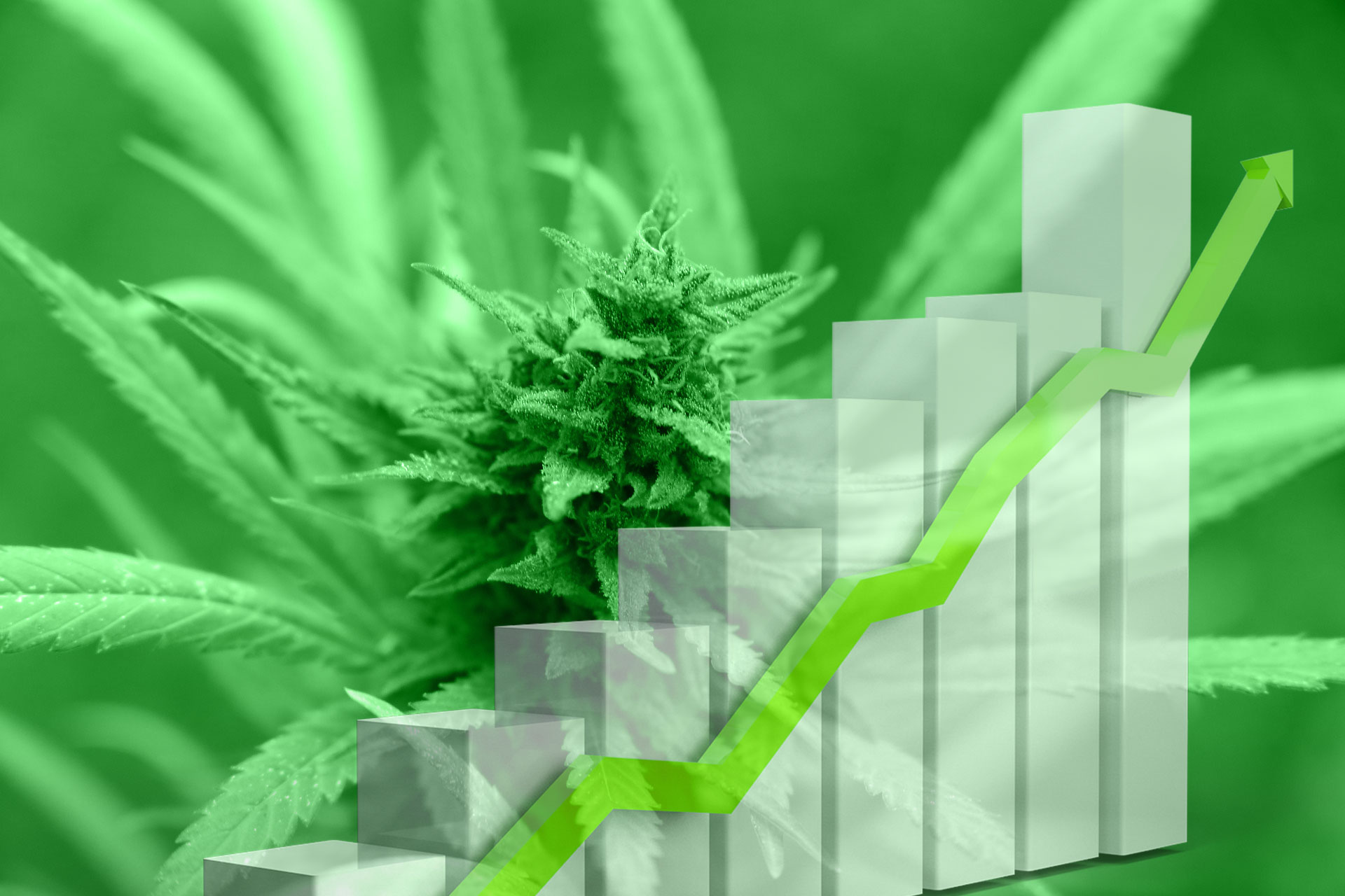 cannabis stock charts