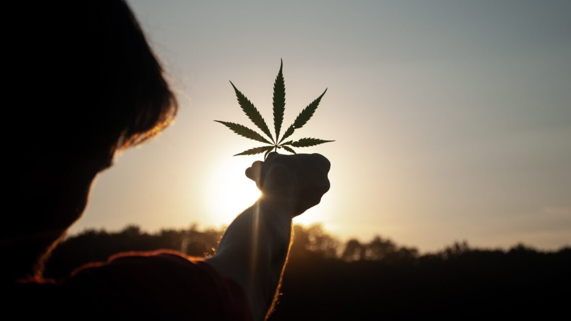man holding cannabis plant