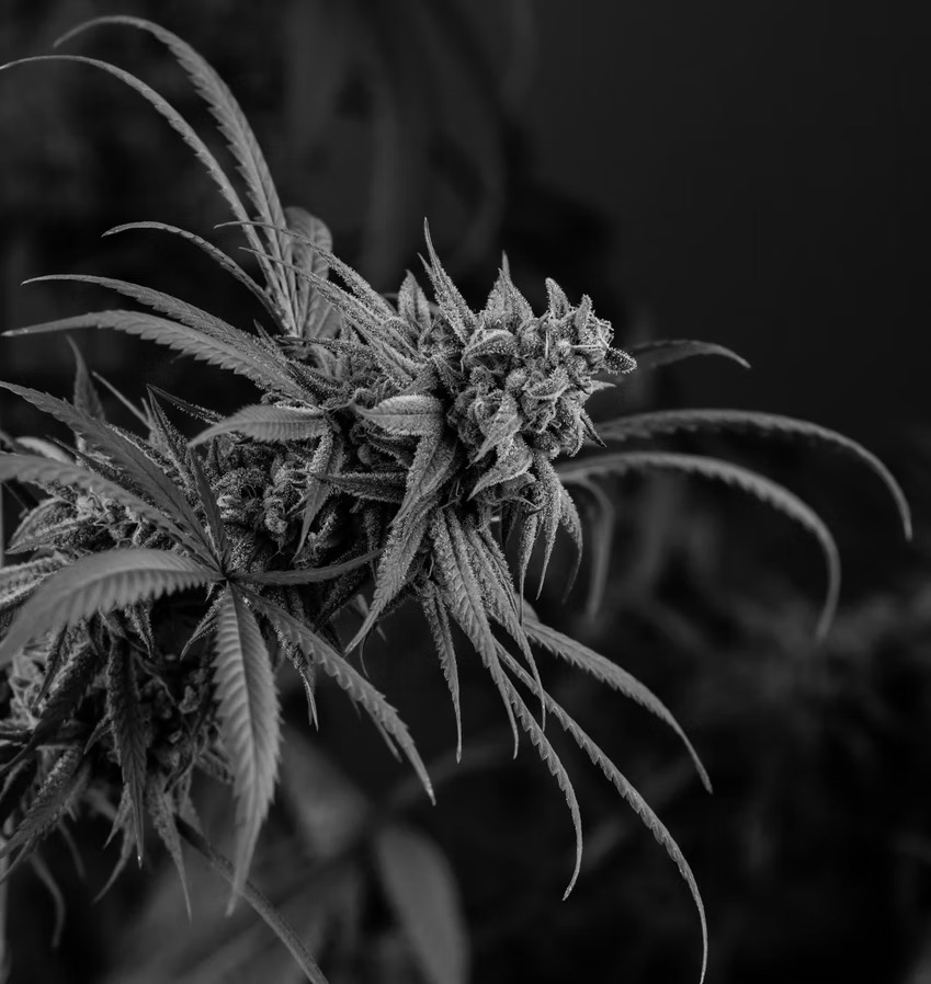 Cannabis black and white picture