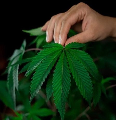 hand holding cannabis