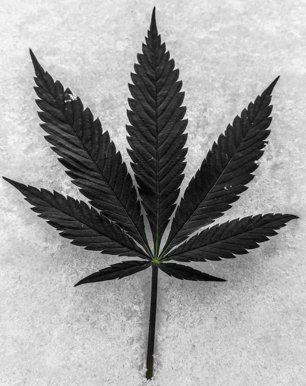 black cannabis leaf