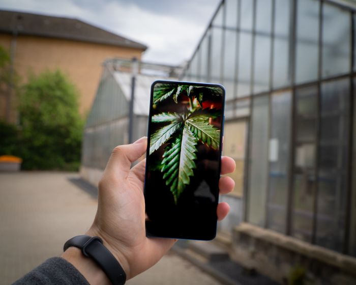 smartphone with cannabis leaf on the screen
