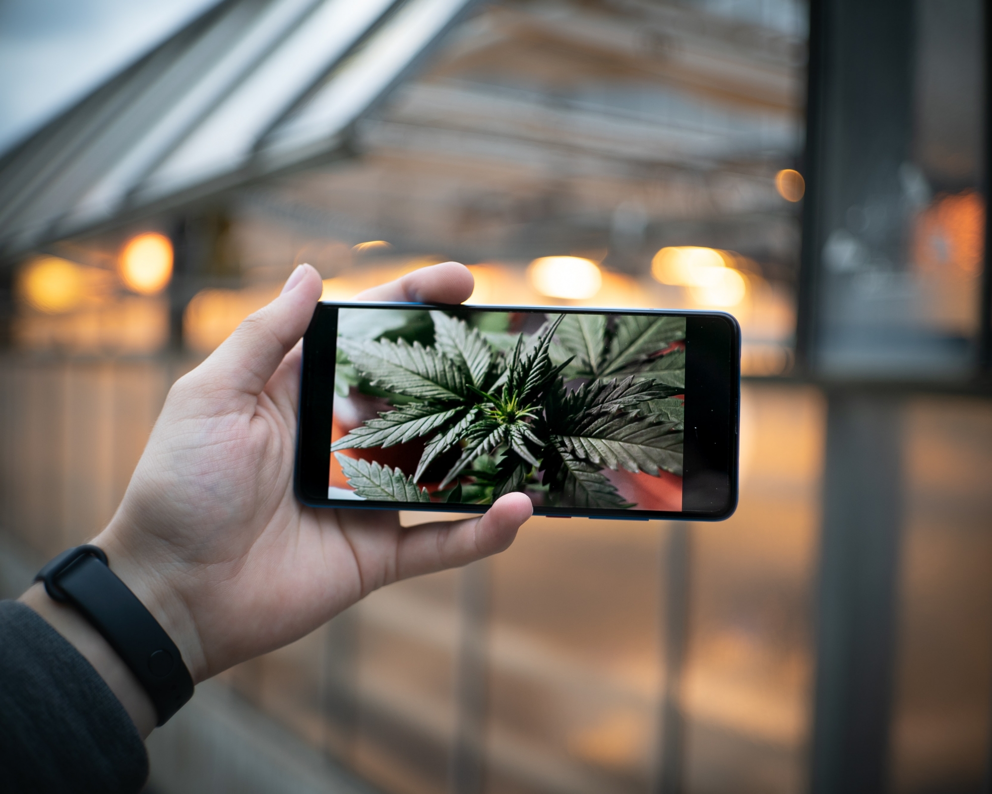 marijuana leaf photo on cell phone