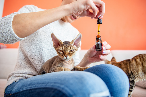 cat being given CBD oil