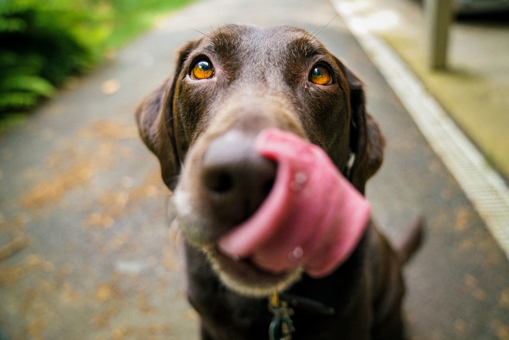 dog licking its nose