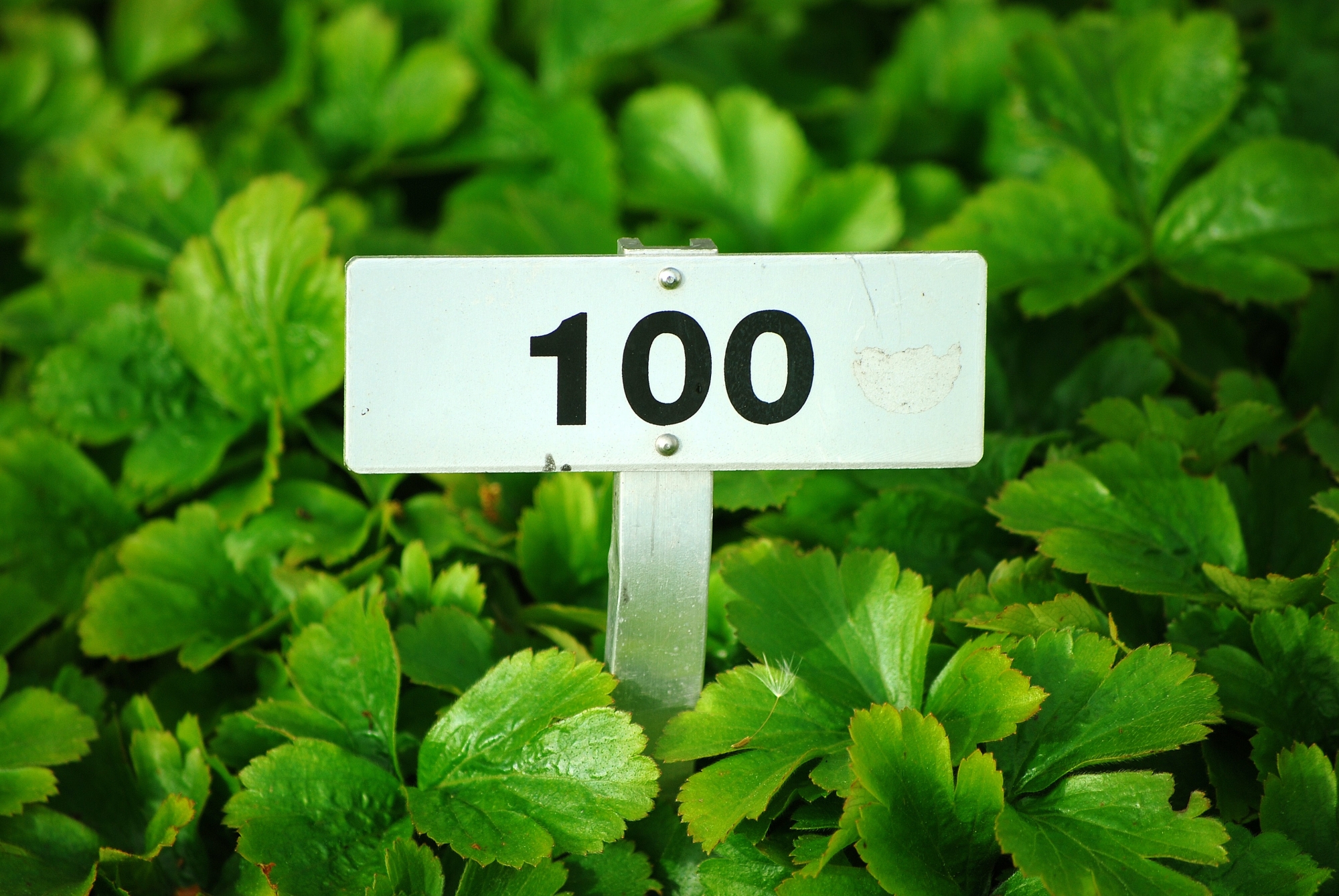 100 sign