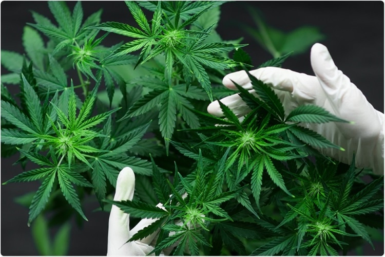tending to marijuana plant