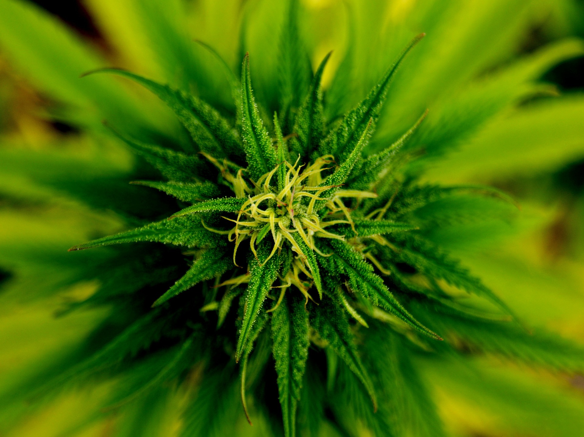 marijuana bud