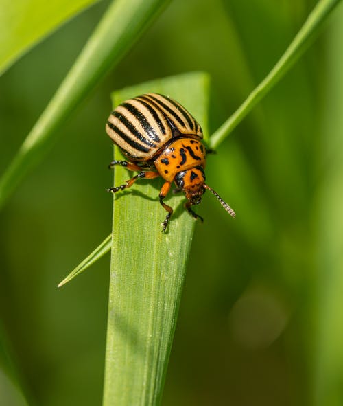 beetle on plant
