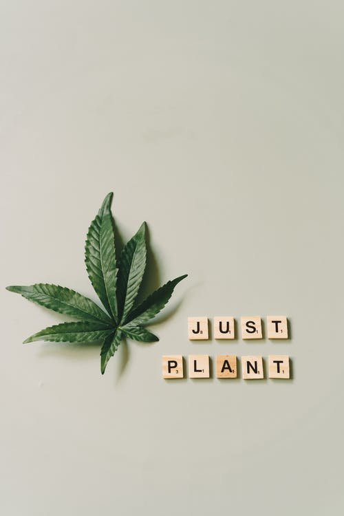 just plant
