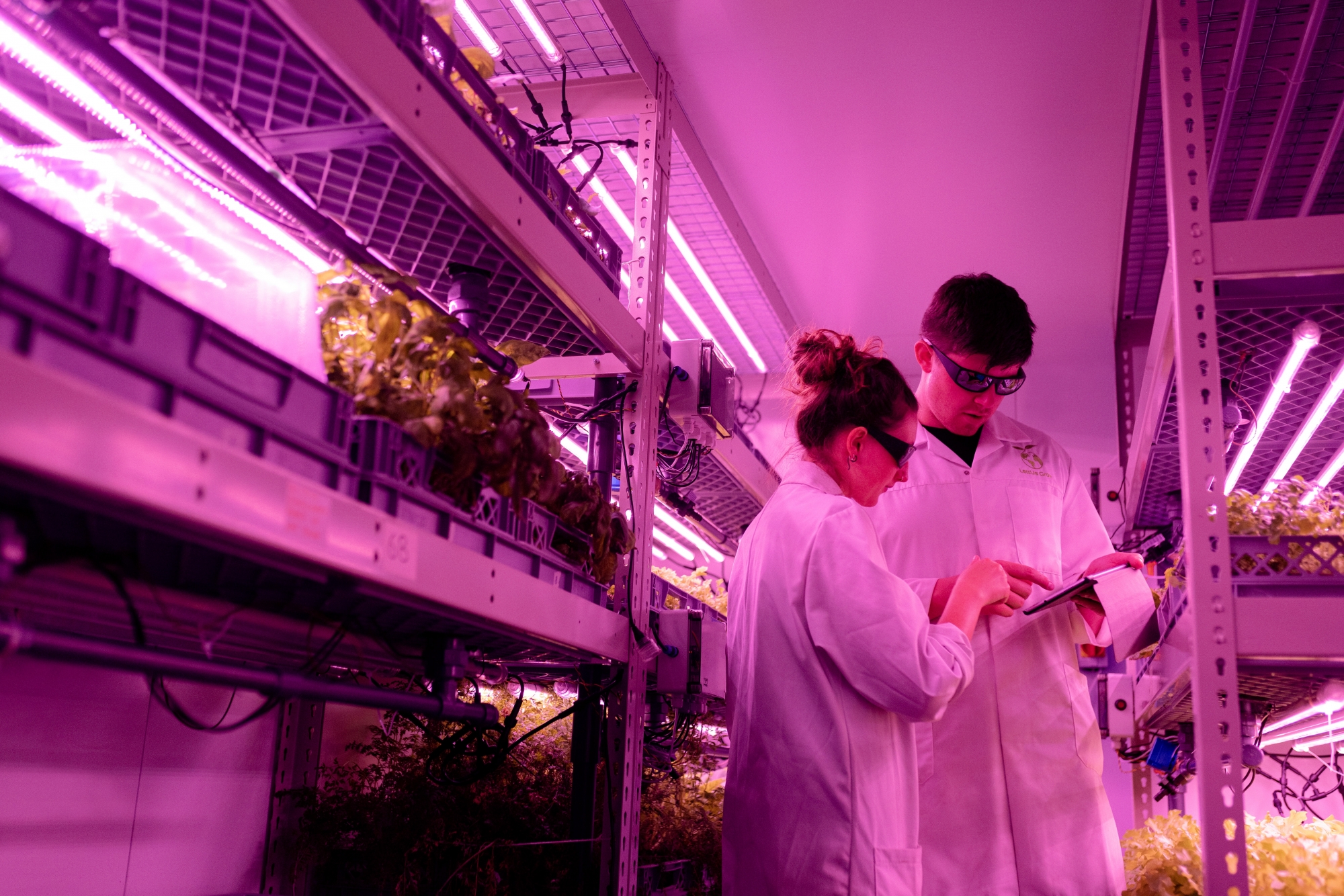 scientists in pink lights