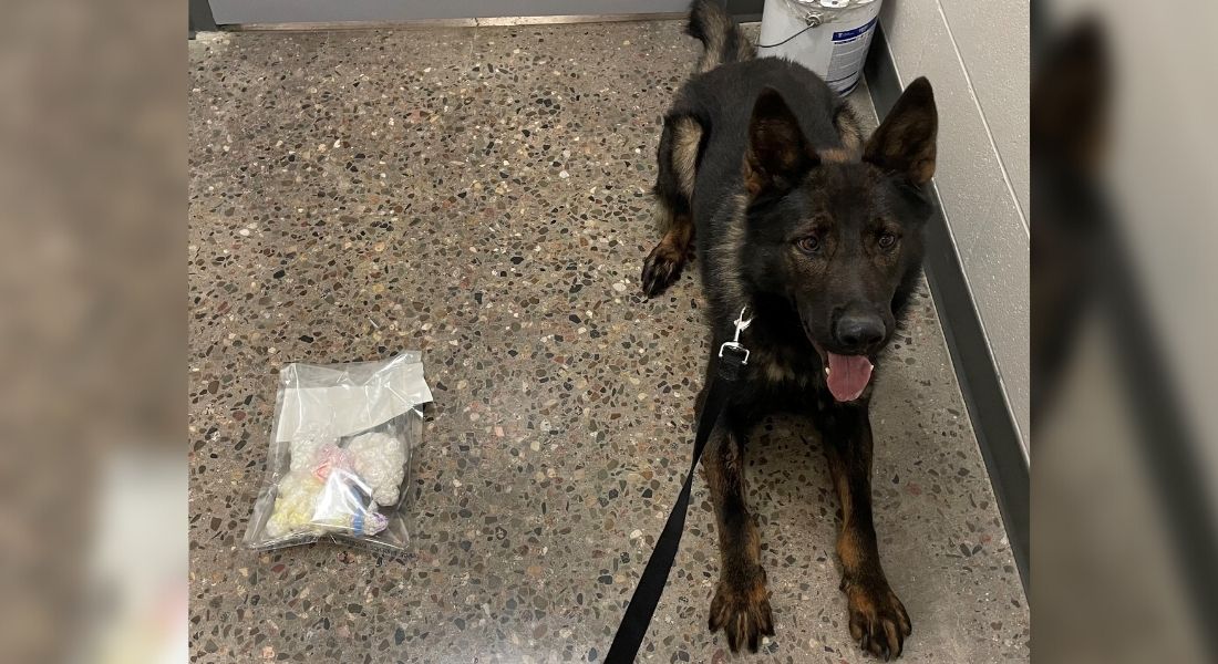 police dog sniffed out drugs