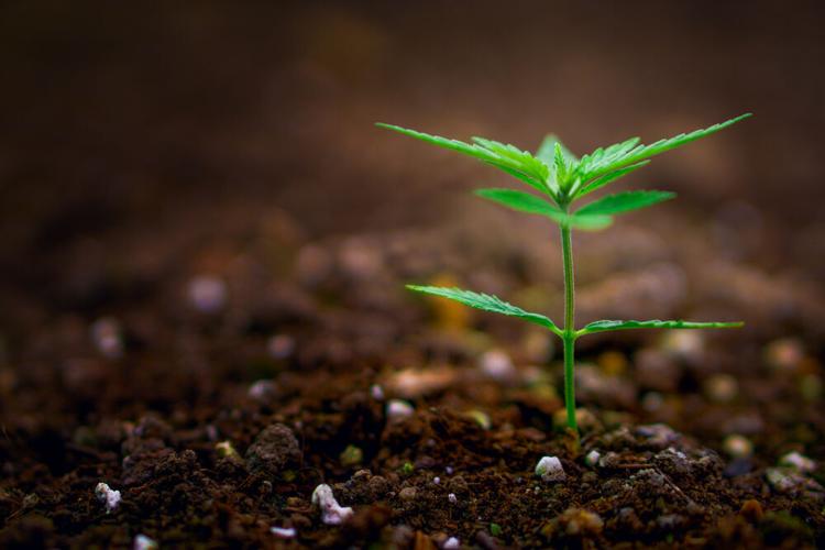 young marijuana plant starting to grow