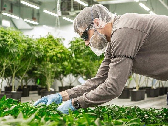 Seven leaf image of worker tending to plants