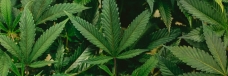 cannabis plants